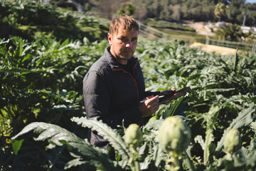 Farmer using a digital tablet and stylus pen is meticulously inspecting artichoke plants in a sunny...