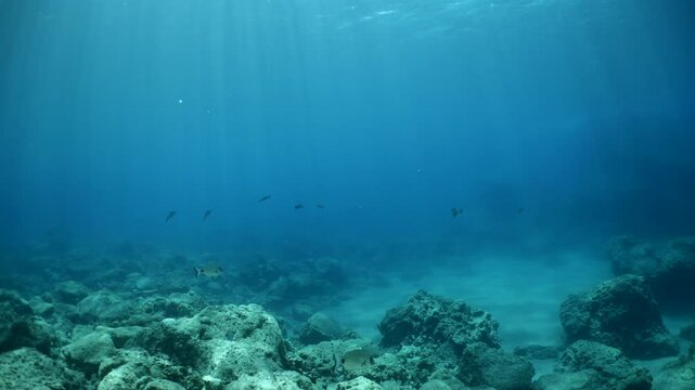 calamar school underwater close up cuttlefish big eye sepioteuthis loligo vulgaris 
