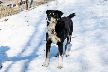 Winter Playtime,Happy Border Collie Running Through the White Snow
