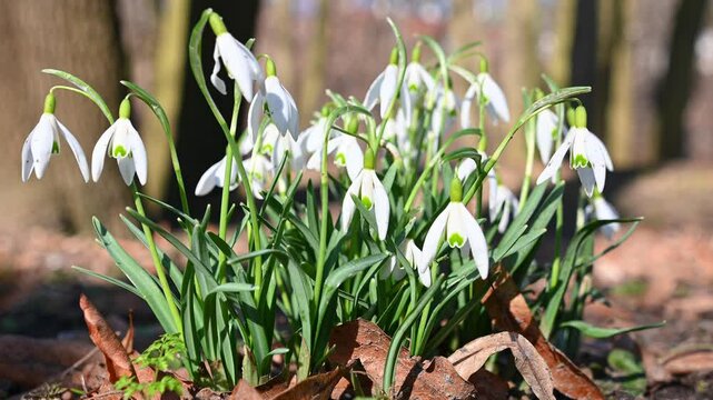 Beautiful white Galanthus flowers sway in the wind. snowdrop. First spring flowers. The coming of spring.