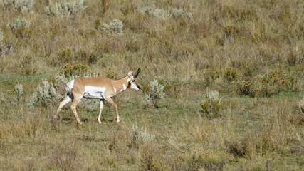 Pronghorn mâle antilope d'amérique
