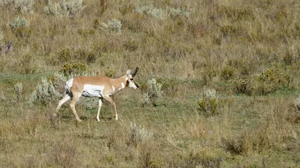 Poster Pronghorn mâle antilope d'amérique