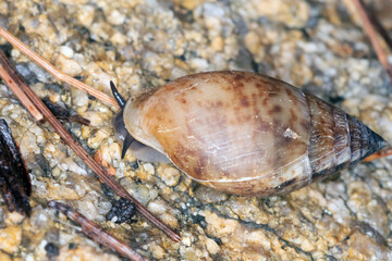 Land Snail (Family Ellobiidae) - Hollow-shelled Snail Macro Photography