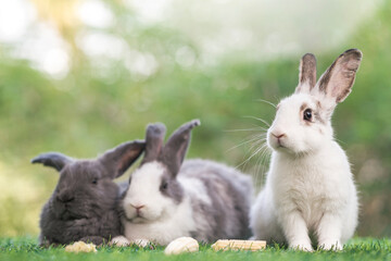 bunny Easter fluffy baby rabbit or new born rabbit. baby cute rabbit or new born adorable bunny. Easter Bunny.  Symbol of Easter day.