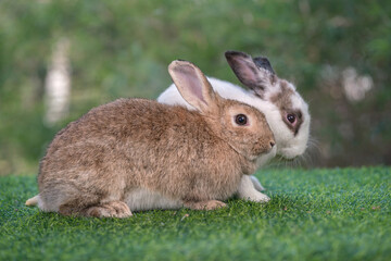 bunny Easter fluffy baby rabbit or new born rabbit. baby cute rabbit or new born adorable bunny. Easter Bunny.  Symbol of Easter day.