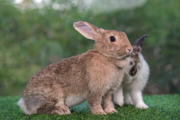 bunny Easter fluffy baby rabbit or new born rabbit. baby cute rabbit or new born adorable bunny. Easter Bunny.  Symbol of Easter day.