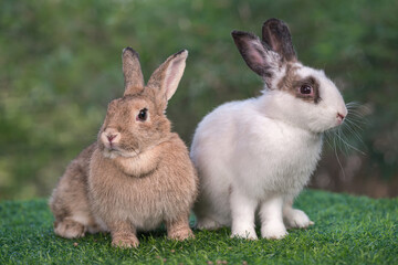 bunny Easter fluffy baby rabbit or new born rabbit. baby cute rabbit or new born adorable bunny. Easter Bunny.  Symbol of Easter day.
