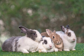 bunny Easter fluffy baby rabbit or new born rabbit. baby cute rabbit or new born adorable bunny. Easter Bunny.  Symbol of Easter day.