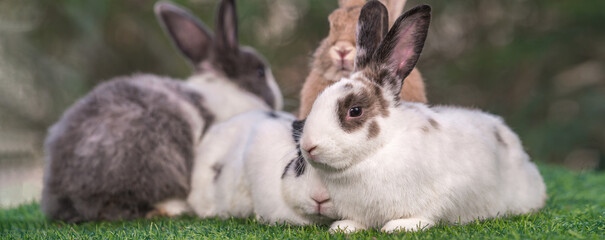 bunny Easter fluffy baby rabbit or new born rabbit. baby cute rabbit or new born adorable bunny. Easter Bunny.  Symbol of Easter day.
