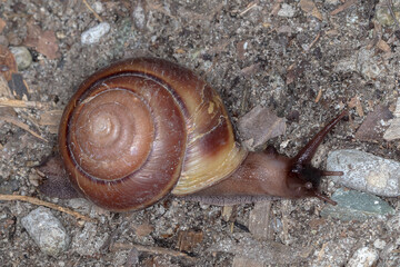Bicoloured Snail (Hadra sp.) - Australian Wildlife Photography