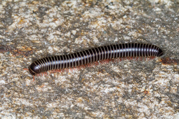 Australocricus sennae - Australian Millipede Macro Photo