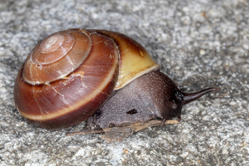 Bicoloured Snail (Hadra sp.) - Australian Macro Photography