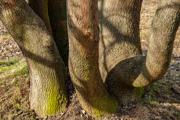 Pień © Maciej Bonk
