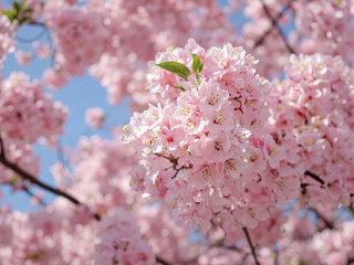 Fototapeta premium Delicate Pink Blossoms in Springtime: A Bunch of Beautiful Flowers in Full Bloom Against a Bright Blue Sky