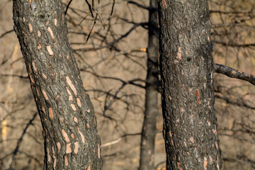 Fototapeta premium ARBOLES QUEMADOS DESPUÉS DE UN INCENDIO