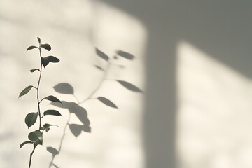 Obraz premium Plant and Shadow on Wall
