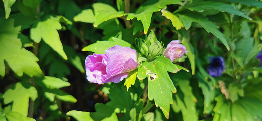 Purple flower with white petals in the center, standing out among green leaves.