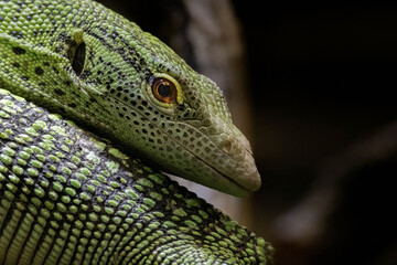 The emerald tree monitor or green monitor lizard
