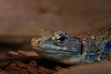 Macro view to ocellated lizard