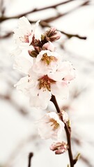 Delicate Almond Blossom with Water Drops.                               