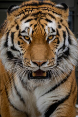 nice portrair close-up on a Tiger's face