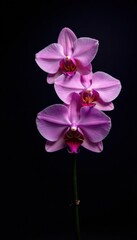 Obraz premium Elegant orchids bloom against a stark black backdrop , vibrant, flower