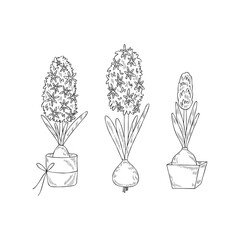 Spring flowers. Hyacinth in pot. Good for posters, postcards, banners, ad, logo, labels and tags