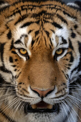 nice portrair close-up on a Tiger's face