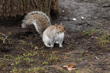 Eastern gray squirrel in a winter landscape, foraging and standing near a tree with patches of snow. The animal's fur contrasts with the surroundings, capturing its natural behavior and environment