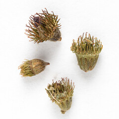 Dried agrimony seed pods displaying hooked bristles on white background