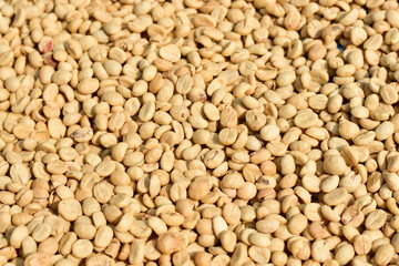 Parchment Coffee Beans are Being Dried in the Sun, Wet Process Coffee.