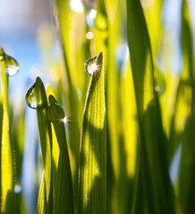  Orgentau auf Gras © Rebel
