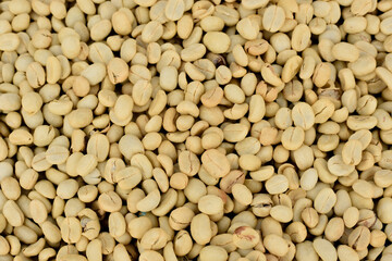Parchment Coffee Beans are Being Dried in the Sun, Wet Process Coffee.