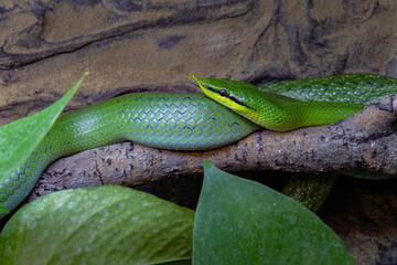Obraz premium Vietnamese longnose snake (Gonyosoma boulengeri).