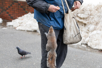 Eastern gray squirrel begs for food from a person in downtown Boston during the COVID-19 pandemic....