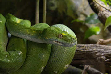 Emerald boa constrictor also known as the green tree boa.