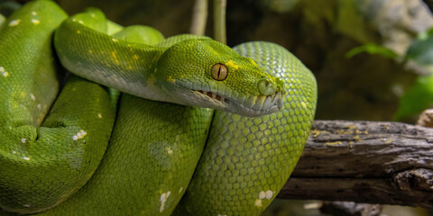 Emerald boa constrictor also known as the green tree boa.