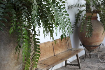 flowers in pots in a garden. scenic view of a beautiful yard closeup. people like luxury lifestyle with the tropical green plants in the residential house. beauty of summer hot day.