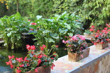 flowers in pots near pond in a garden. scenic view of a beautiful yard closeup. people like luxury lifestyle with the tropical green plants in the residential house. beauty of summer hot day.
