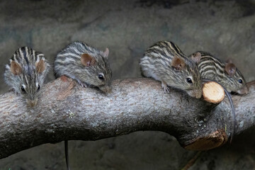 Group of barbary striped grass mice (