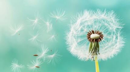 Delicate dandelion seeds blowing in the wind on a green background. Close-up of wispy white seed heads floating in the air, symbolizing nature, freedom, and renewal in spring.