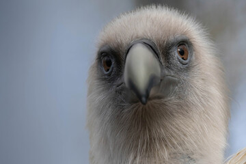 The griffon vulture (Gyps fulvus) family Accipitridae.