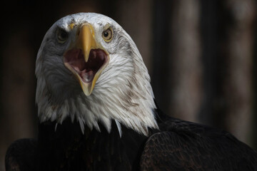 Profile headshot of American Bald Eagle