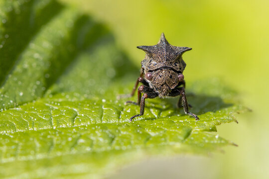A strange insect. Tree hopper (Centrotus cornutus).