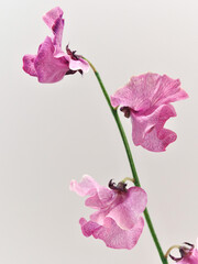 ピンク色のスイートピーの花