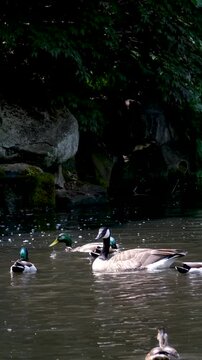 Waterfall geese pond Graceful geese by a tranquil waterfall in a lush park inspire peace and enjoyment of nature