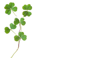 a simple arrangement of green clover leaves on a white background symbolizing luck and nature. freshness and tranquility suitable for themes of growth and positivity
