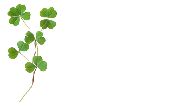 a simple arrangement of green clover leaves on a white background symbolizing luck and nature. freshness and tranquility suitable for themes of growth and positivity