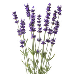 Naklejka premium a bouquet of lavender flowers showcasing vibrant purple blooms and green stems against a clean white background emphasizing natural beauty and tranquility