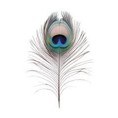 Obraz premium a vibrant peacock feather showcasing intricate patterns and colors emphasizing the beauty of nature and the artistry found in animal features
